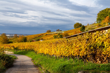 Fototapeta na wymiar colorful vineyards in autumn in Schriesheim Germany with view over the region Rhine plain