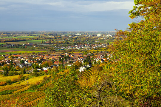 colorful vineyards in autumn in Schriesheim Germany with view over the region Rhine plain