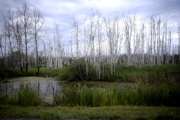 swamp, dried forest, dry trees