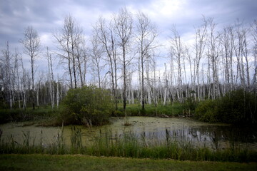 Obraz premium swamp, dried forest, dry trees