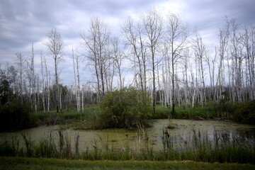 swamp, dried forest, dry trees