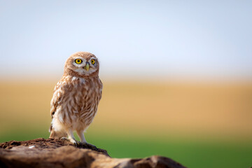 Owl. Colorful nature background. Bird: Little owl. Athene noctua.  