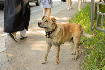 A stray dog asks people for food. Animal on the street.