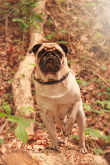 Obraz premium leidenschaftliche, lebendige und professionelle Tierfotografie, wundervolle und natürliche Outdoorfotos für Tiere in Deutschland und auf der ganzen Welt, schöne Tierfotos von Hunde