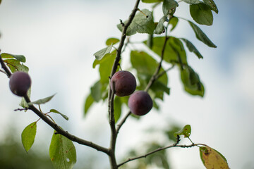Plum on the branches. Beautiful background fruit in autumn.