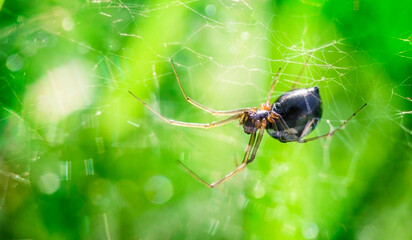 Small spider on a web on a green defocused background with bokeh and copy space.