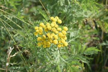 yellow flowers in the garden