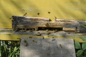 bees on a beehive