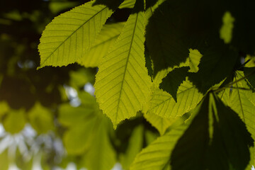 Green leaves in sunlight. Plant on the lumen. Natural background evening light on chestnut leaves.