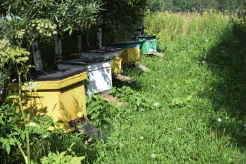 beehive with bees in a clearing in the forest