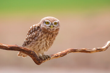 Owl. Colorful nature background. Bird: Little owl. Athene noctua.  