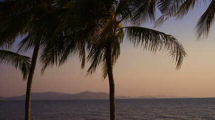 Fototapeta na wymiar sunset on the sea, palm trees and rocks