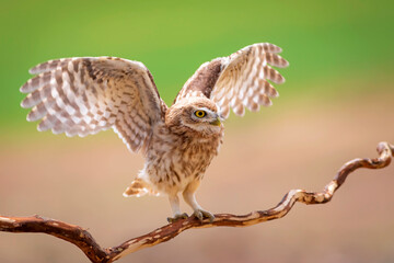 Little owl. Colorful nature background. Athene noctua.  
