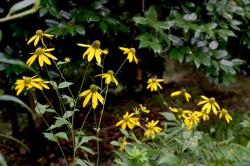 黄色いオオハンゴンソウの花
