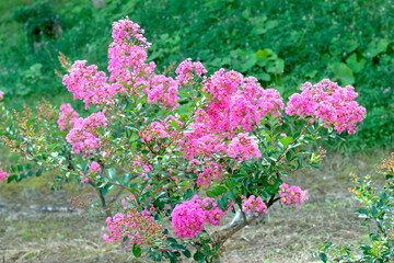 Obraz premium ピンク色の百日紅の花