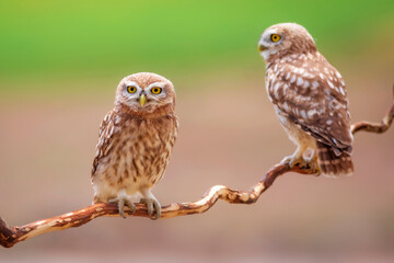 Little owl. Colorful nature background. Athene noctua.  