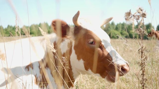 white and brown cow in meadow, grazes in field. Pasture. veterinary medicine, Dairy products, beef. beautiful cow Natural healthy products. Healthy food. Farm products, ranch animal husbandry, cattle