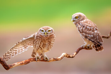 Little owl. Colorful nature background. Athene noctua.  