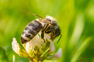 Bee collecting pollen from a flower of cloverin. Insect background