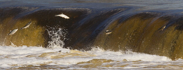 Fishes go for spawning upstream. Vimba jumps over waterfall on the Venta River. Kuldiga, Latvia.