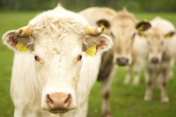 Big cows is looking on camera.