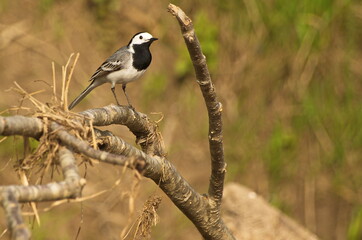 white wagtail (Motacilla alba) bird on branch.