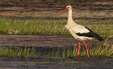 White stork on the river Venta searching for fish in sunny spring day, Kuldiga, Latvia.