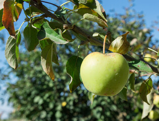 green apples hang on the tree in the garden