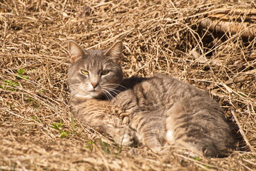 Naklejka na ściany i meble Grey cat sleeping on an old grass in sunny spring day.