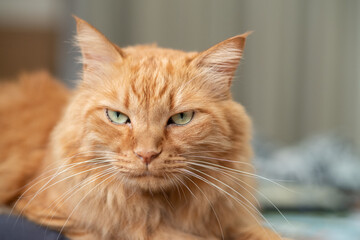 見つめる猫　茶トラ猫