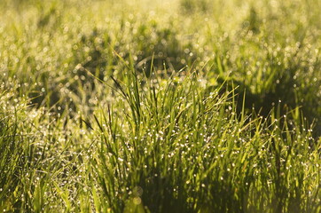 Water drops on green grass in sunny spring morning. Macro bokeh fresh.