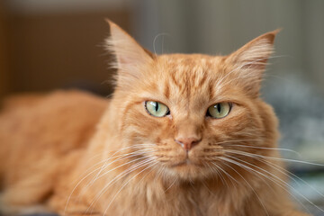 見つめる猫　茶トラ猫