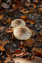 Toadstool close up of wild forest mushrooms