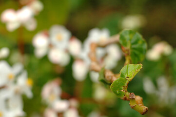 Macro of a green plant with white flowers