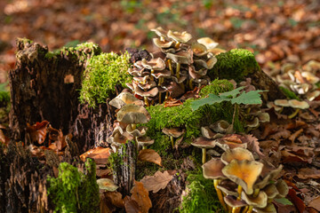 Toadstool close up of wild forest mushrooms