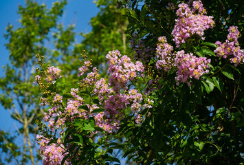 Close-up of Crape myrtle tree (Lagerstroemia indica) with light pink flowers on blue sky background. Lagerstroemia blossom in city park Krasnodar. Public landscape Galitsky park in sunny summer 2021