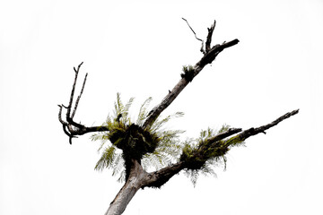 Dry branch isolated on white