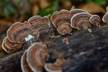 Toadstool close up of wild forest mushrooms