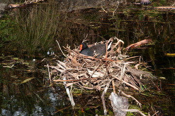 Sydney Australia, Dusky moorhen with chicks on nest.