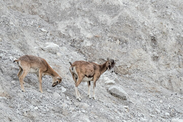 European mouflon females on stony ground in mountain region (Ovis aries musimon)
