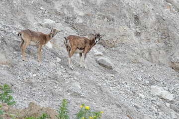 European mouflon females on stony ground in spring season (Ovis aries musimon)