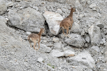 European mouflons run away in the mountains (Ovis aries musimon) - obrazy, fototapety, plakaty