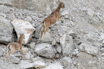 An incredible climber in the mountains, portrait of European mouflon (Ovis aries musimon)