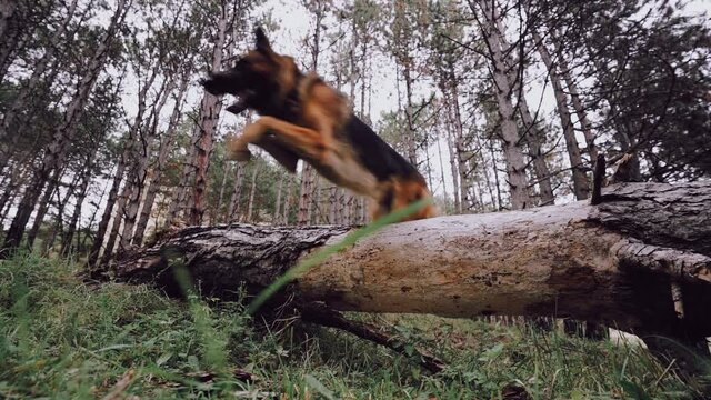 German shepherd training and jumping in the mountains in nature Slow motion