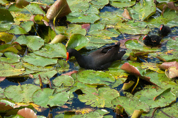 Naklejka premium Sydney Australia, dusky moorhen swimming with chicks among the lotus lily pads 
