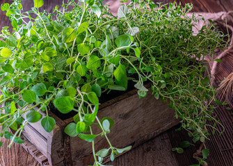 herbs on a wooden background