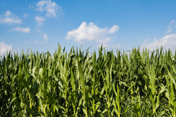 Corn agriculture. Green nature. Rural field on farm land in summer. Plant growth. Farming scene. Outdoor landscape. Organic leaf. Crop season. Sun in the sky.