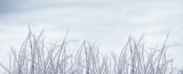 Obraz premium Winter natural background. frozen grass in the ice on the snow. Crystal grass. banner.