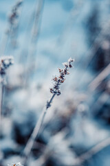 frost winter in garden