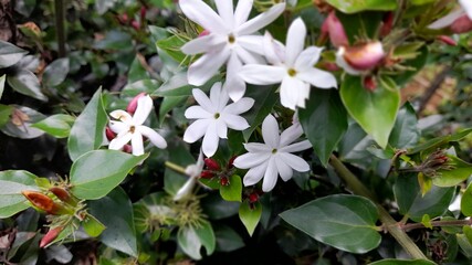 red and white flowers